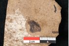 Foto (Detailansicht) von Araucaria sternbergii Goeppert (NHMW-GEO-2024-0188-8290)